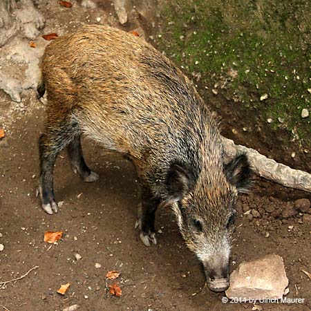 Wildschwein - Jungtier