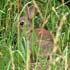 Wildkaninchen