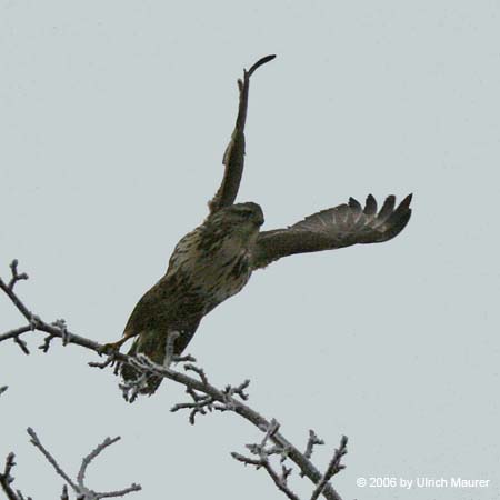 Mäusebussard