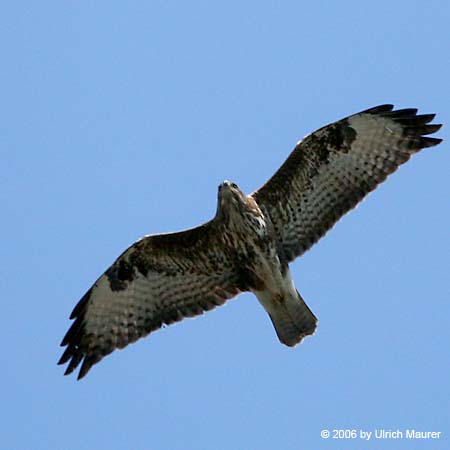 Mäusebussard