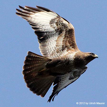 Mäusebussard