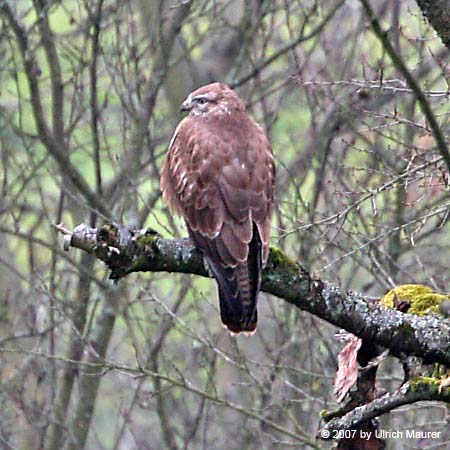 Mäusebussard