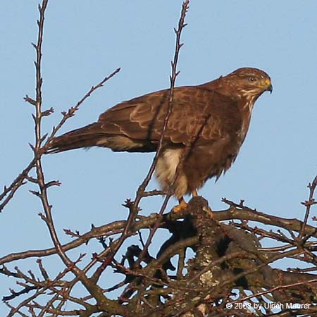 Mäusebussard