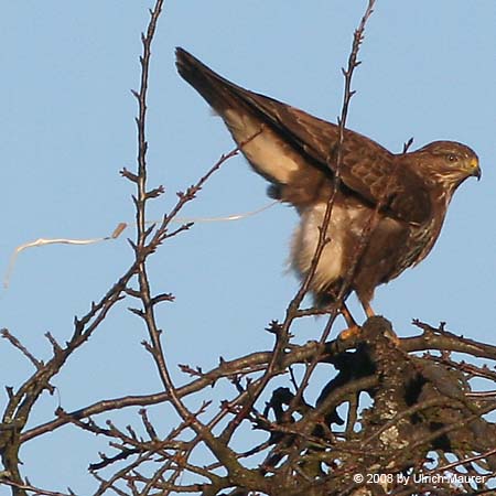 Mäusebussard