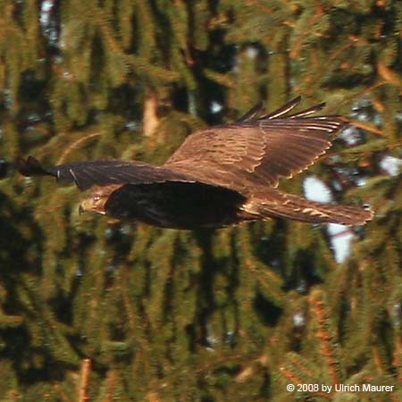 Mäusebussard