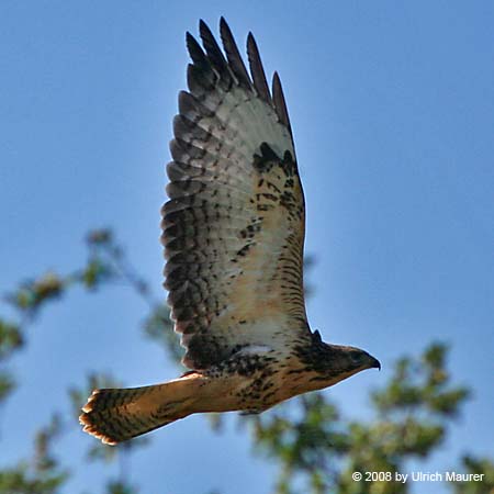 Mäusebussard