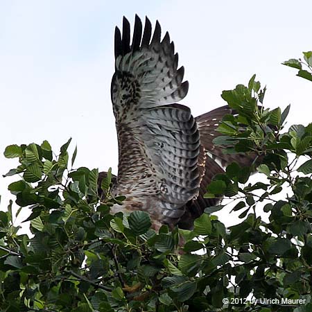 Mäusebussard - Jungvogel