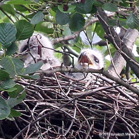 Mäusebussard - Jungvogel