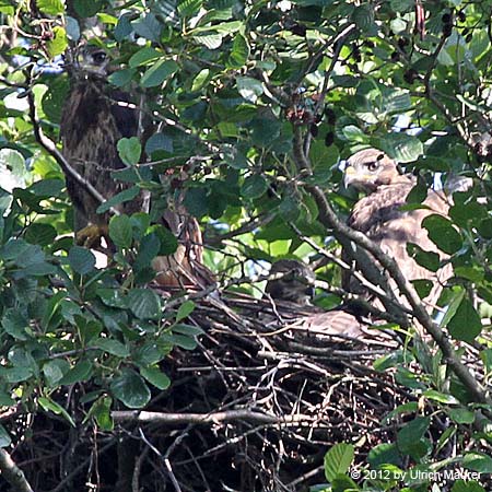 Mäusebussard - Jungvogel