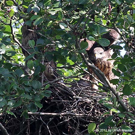 Mäusebussard - Jungvogel