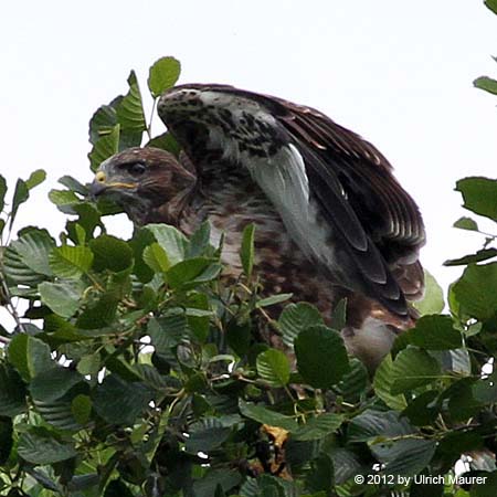 Mäusebussard - Jungvogel