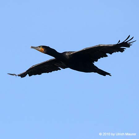 Kormoran