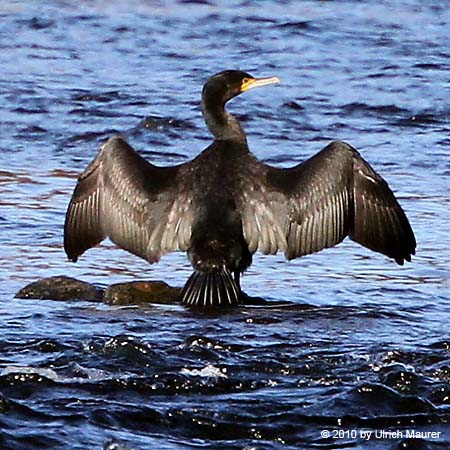 Kormoran