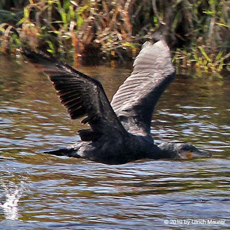 Kormoran