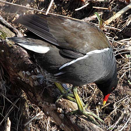 Teichhuhn