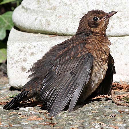 Amsel - Jungvogel