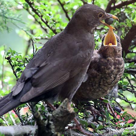 Amsel mit Jungvogel