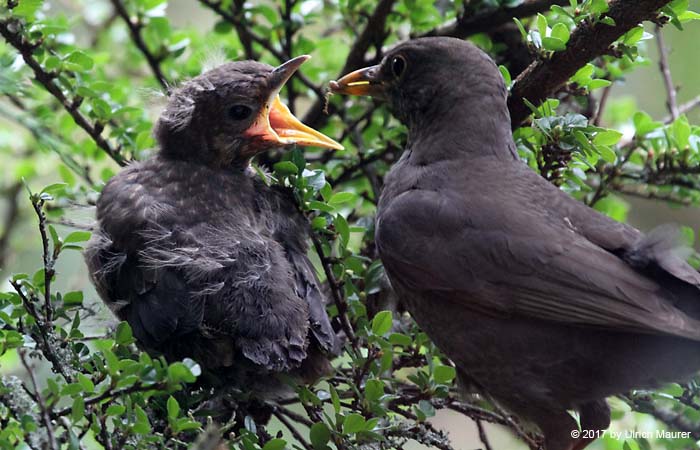 Amsel mit Jungvogel