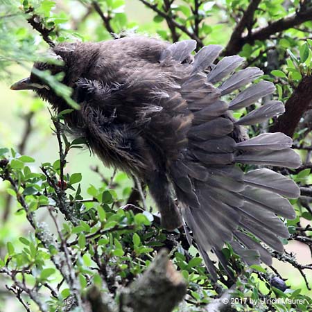 Amsel - Jungvogel