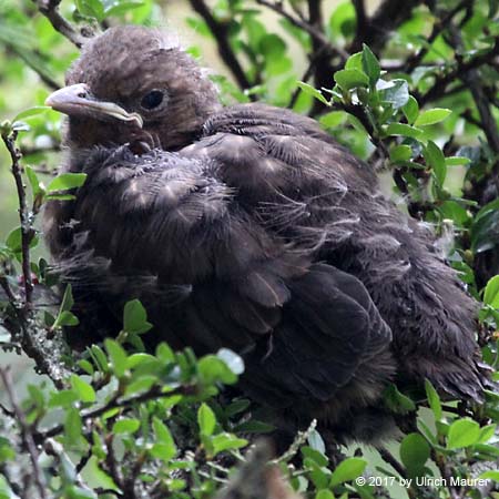 Amsel - Jungvogel