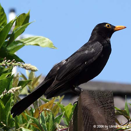 Amsel