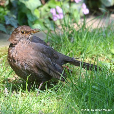 Amsel