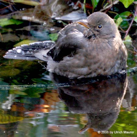 Amsel