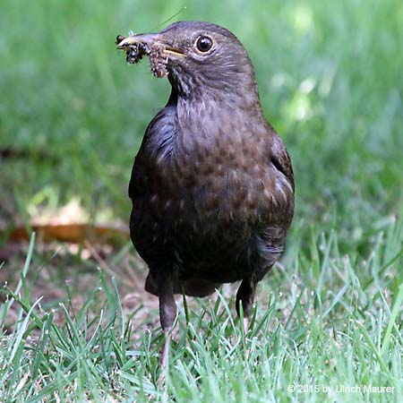 Amsel