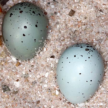 Singdrossel - Eier