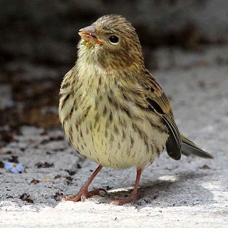 Girlitz - Jungvogel