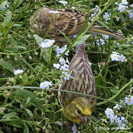 Girlitz - Weibchen und Jungvogel