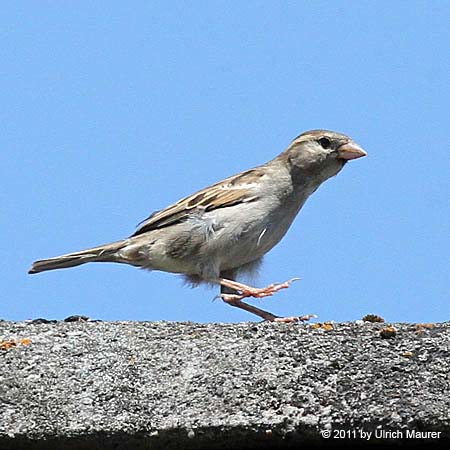 Haussperling - Jungvogel