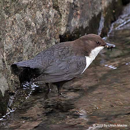 Wasseramsel