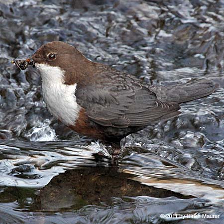 Wasseramsel