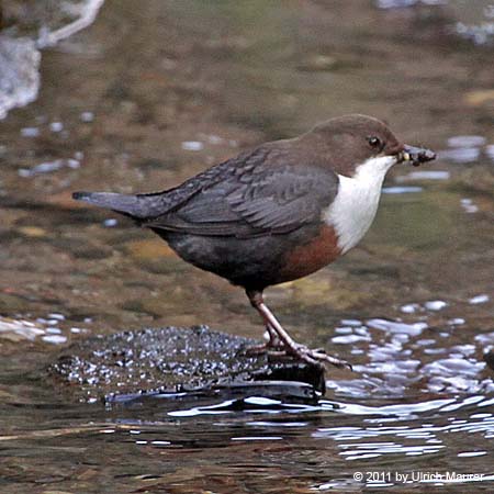 Wasseramsel