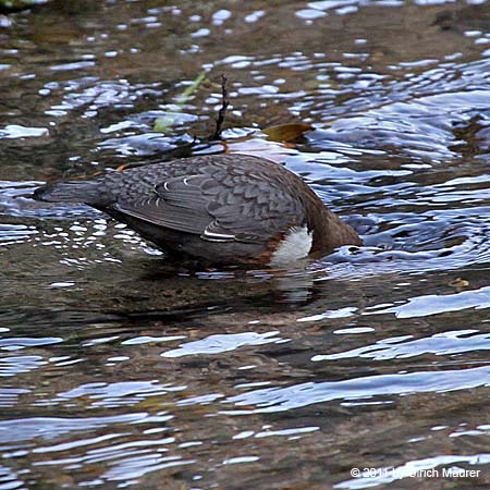 Wasseramsel