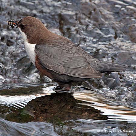 Wasseramsel