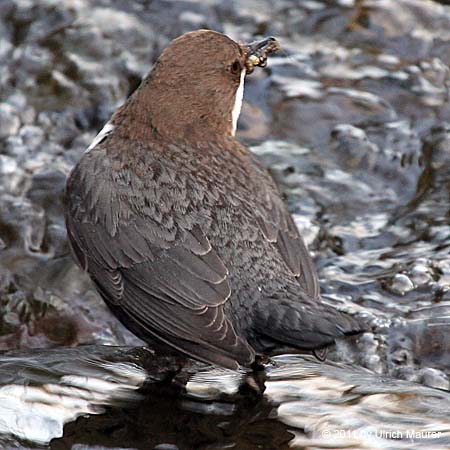 Wasseramsel