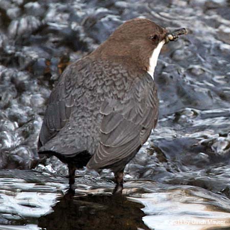 Wasseramsel