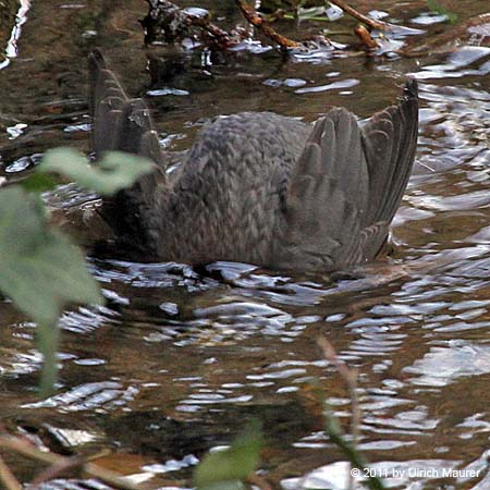 Wasseramsel