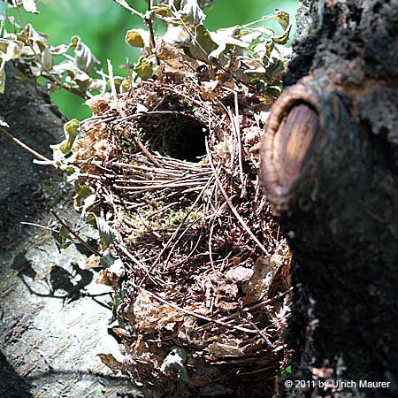 Zaunkönig - Nest